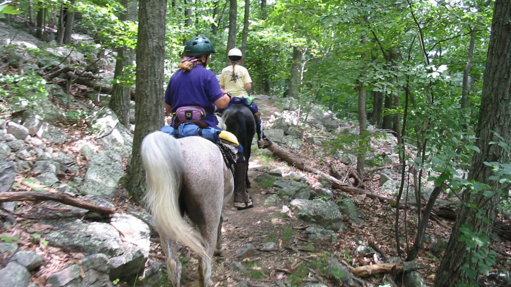 Image of two riders on horses.