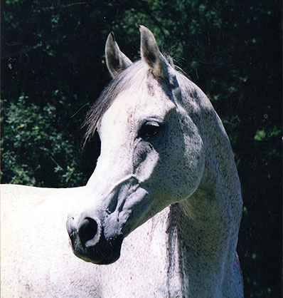 Image of a white horse.