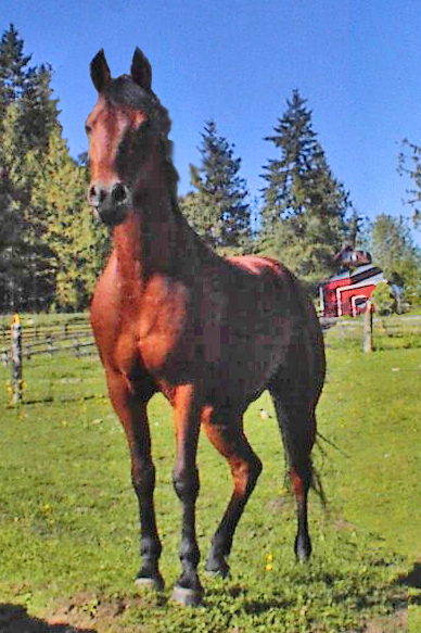 Image of Gavilan the Horse of Distinction.