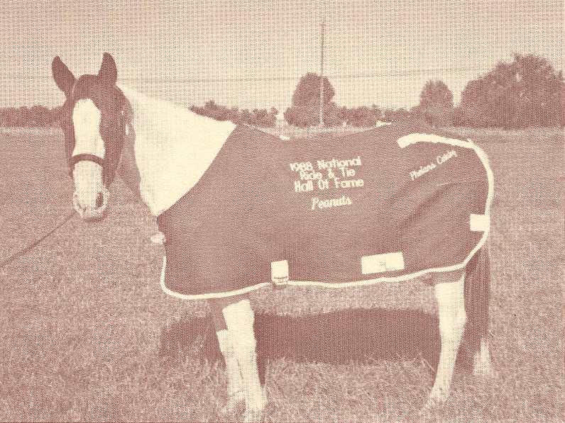 Image of 1988 National Ride & Tie Hall of Fame horse Peanuts.