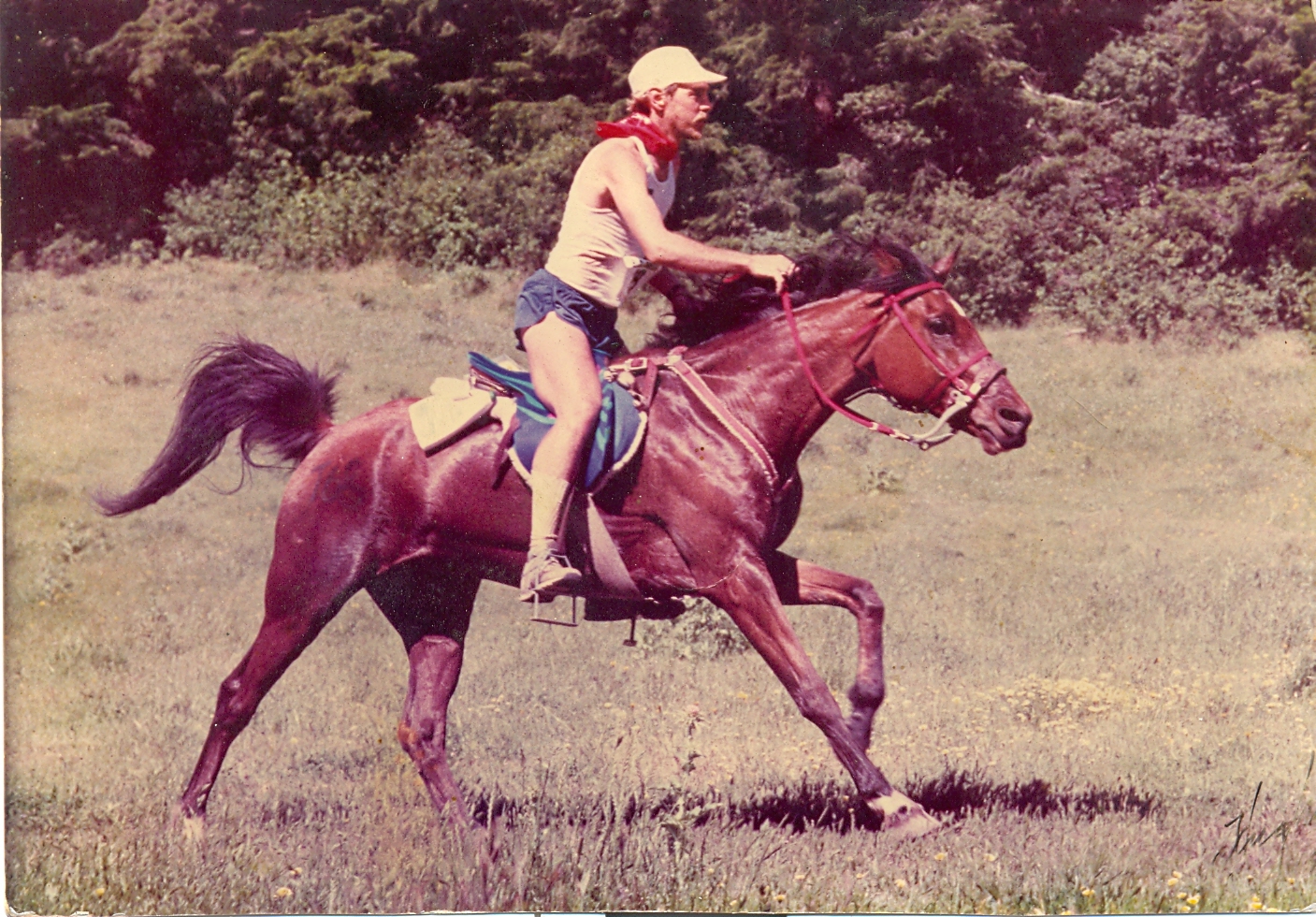 Image of a rider on a horse.